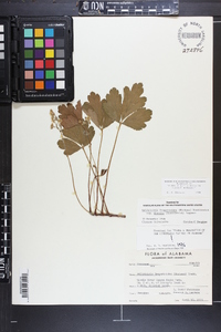 Waldsteinia fragarioides subsp. doniana image