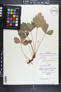 Waldsteinia fragarioides subsp. doniana image