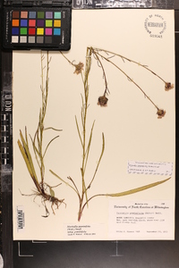 Marshallia graminifolia image