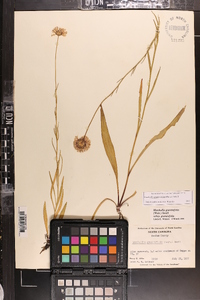 Marshallia graminifolia image