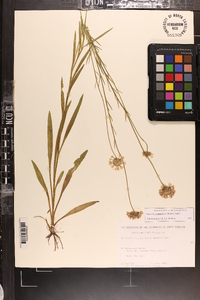 Marshallia graminifolia image