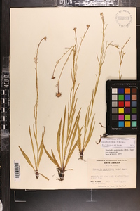 Marshallia graminifolia image