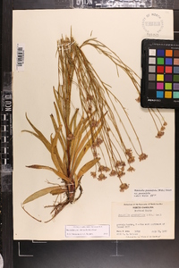 Marshallia graminifolia image