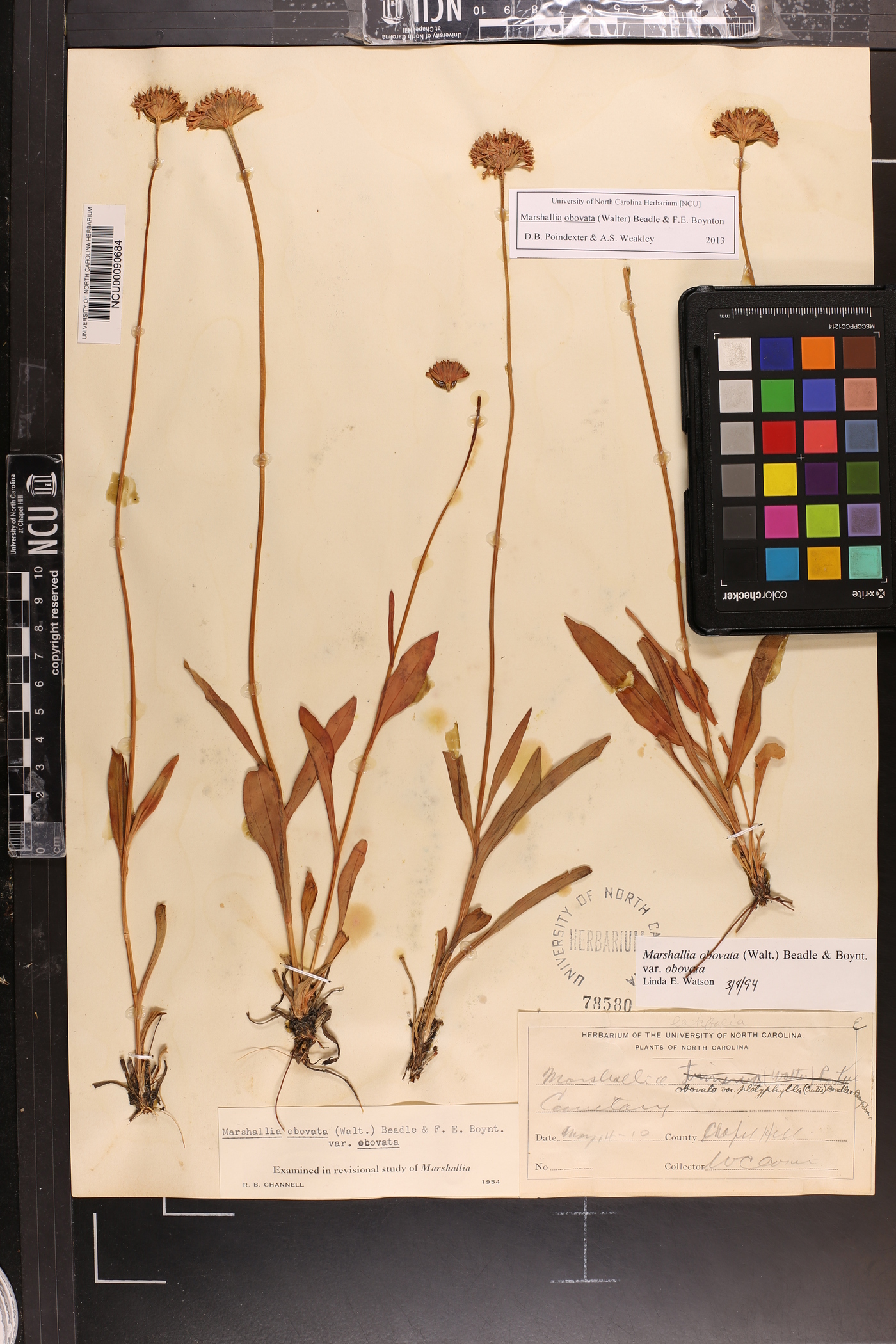 Marshallia obovata image