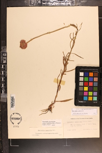 Marshallia tenuifolia image