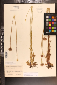 Marshallia tenuifolia image