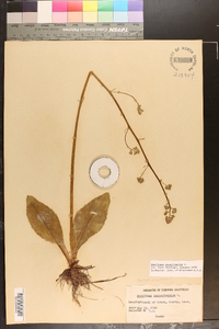 Micranthes pensylvanica image