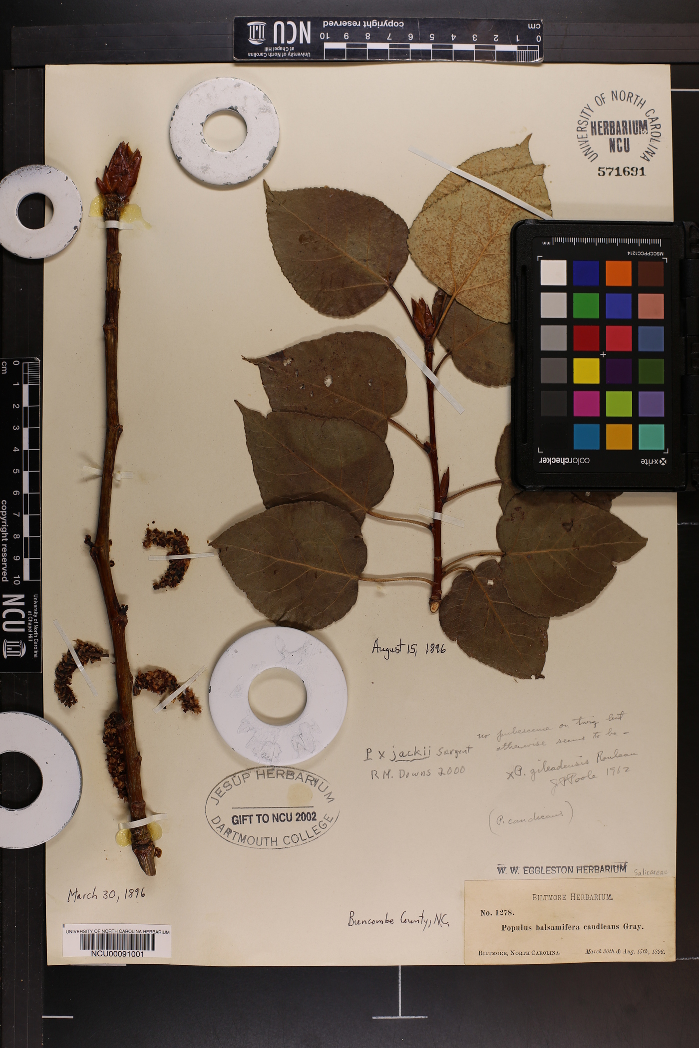 Populus × jackii image