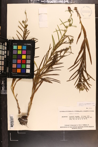 Liatris hirsuta image