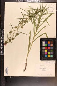 Liatris hirsuta image