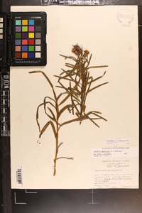 Liatris hirsuta image