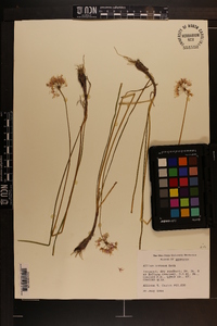 Allium cernuum image