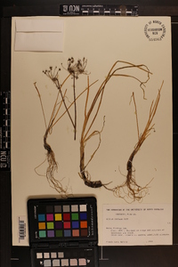 Allium cernuum image