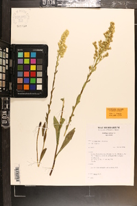 Solidago stricta image