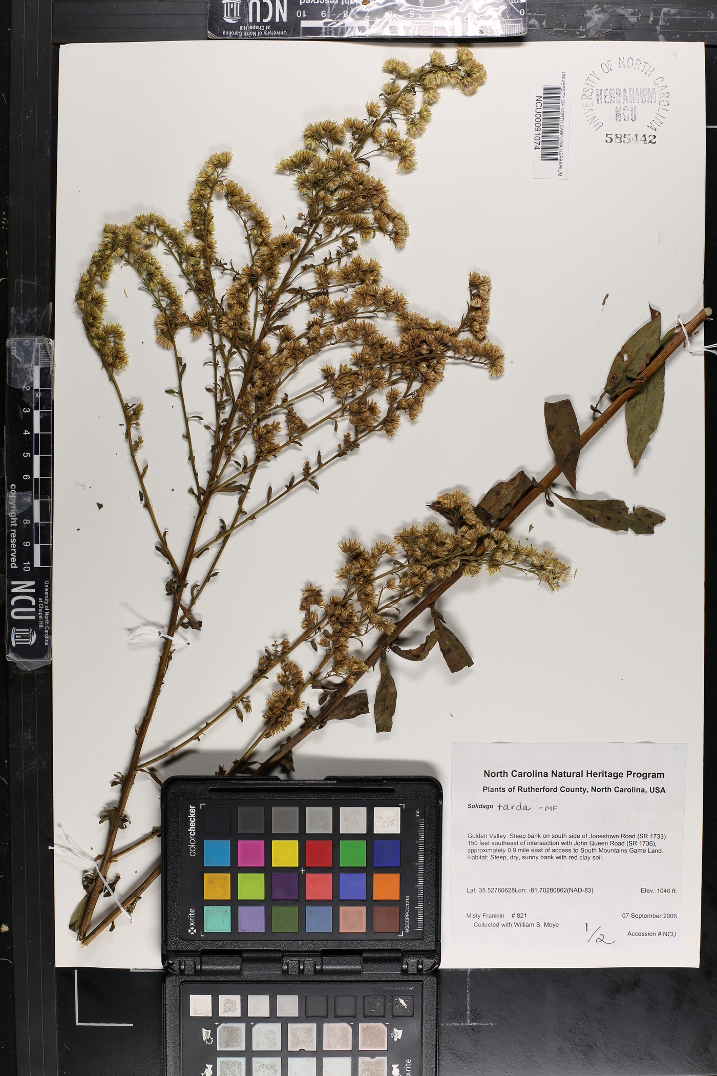 Solidago tarda image
