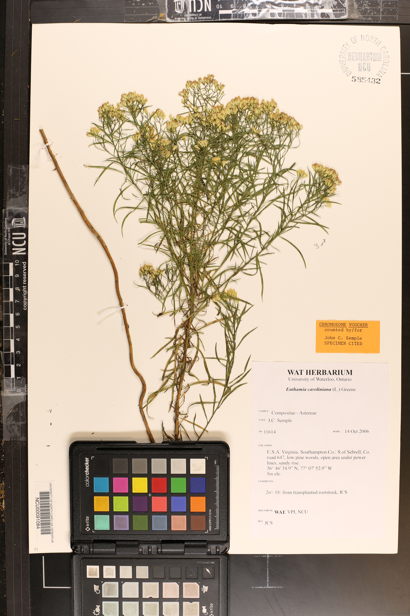 Euthamia floribunda image