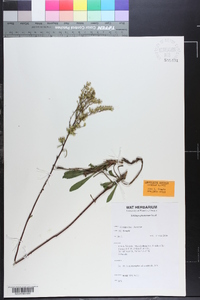 Solidago pinetorum image