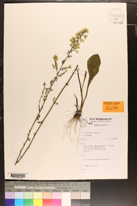 Solidago erecta image