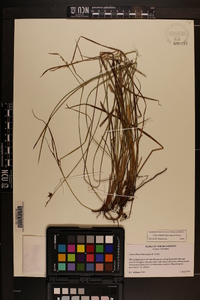 Carex elliottii image