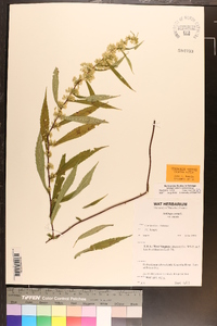 Solidago caesia var. caesia image