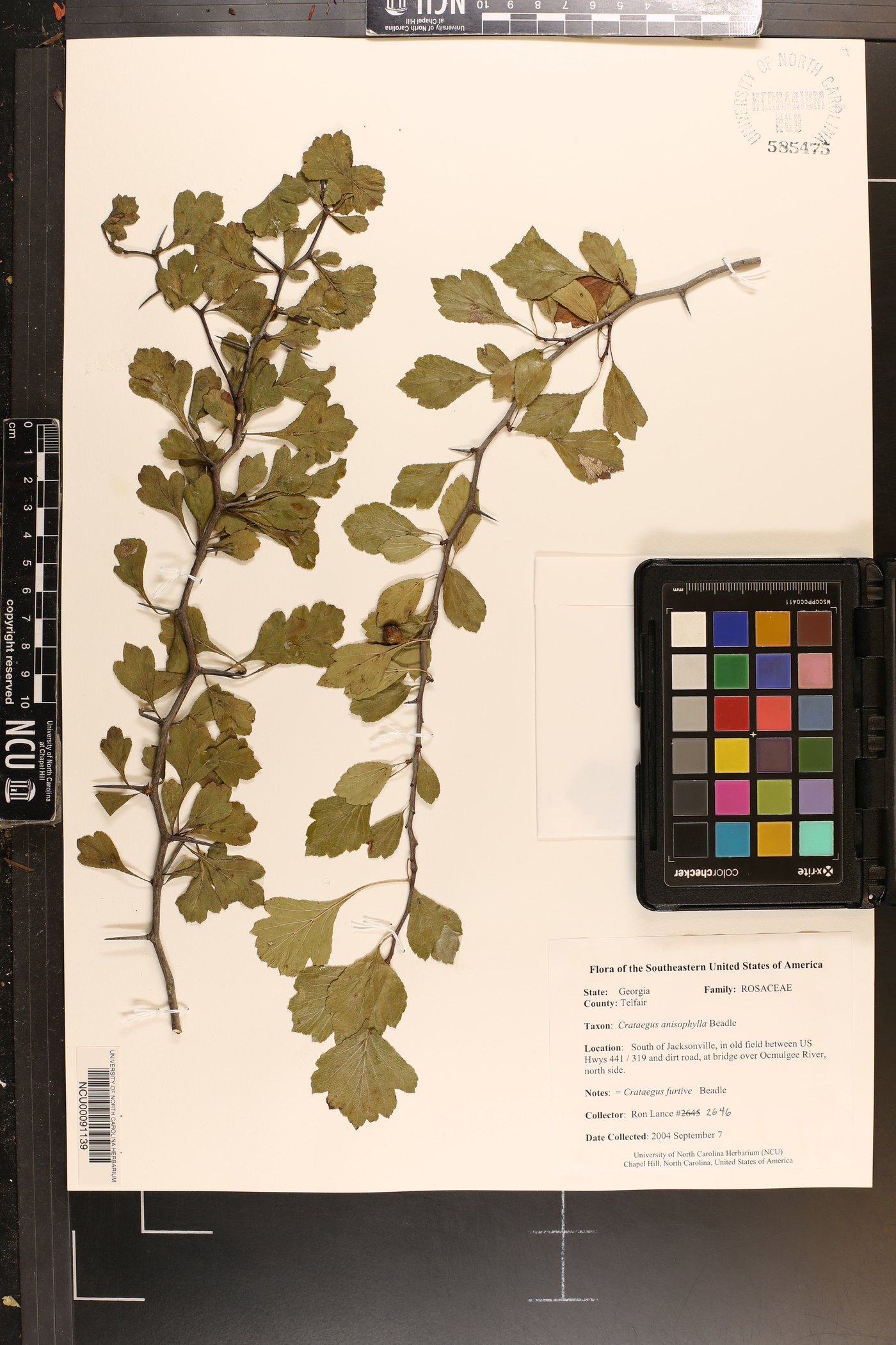 Crataegus anisophylla image