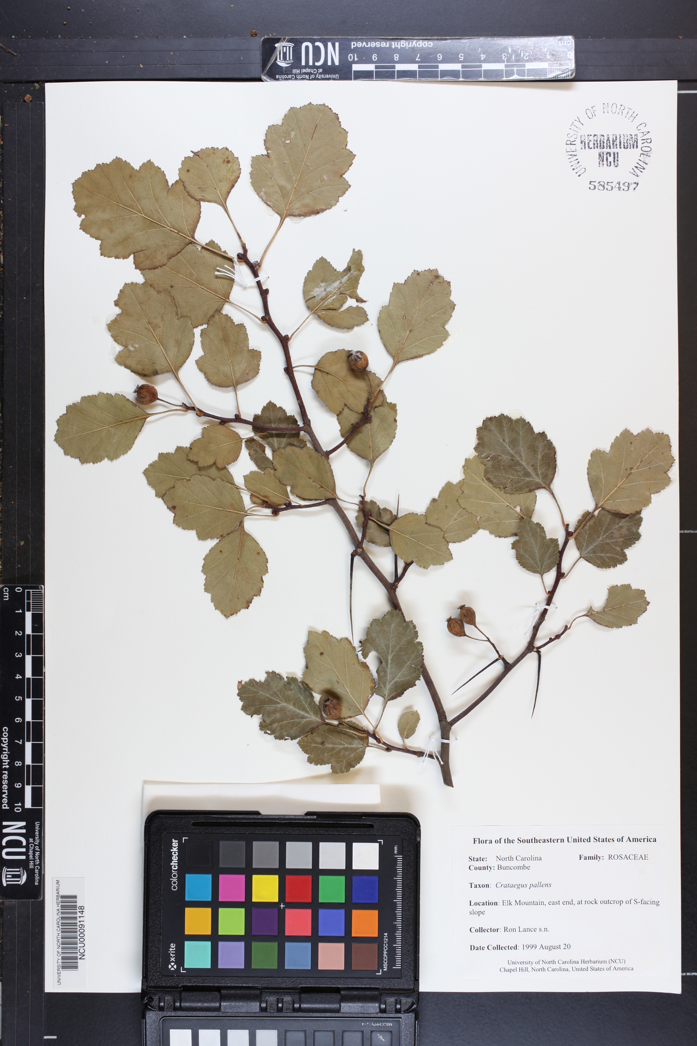 Crataegus pallens image