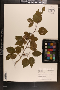 Crataegus viridis image