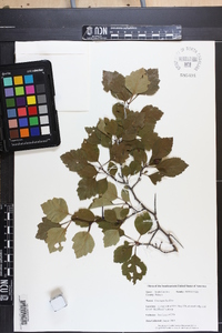 Crataegus buckleyi image