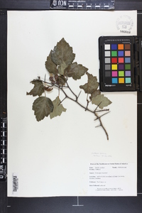 Crataegus pruinosa image