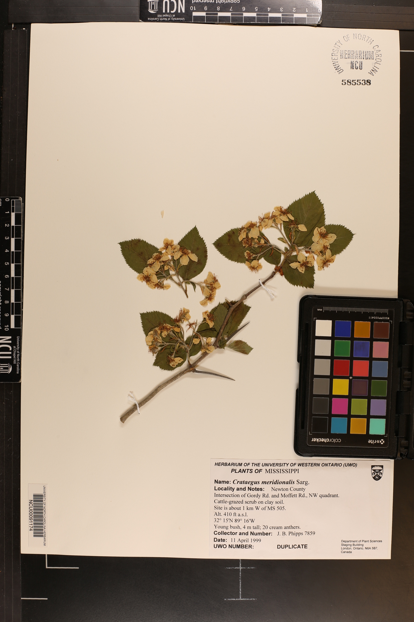 Crataegus meridionalis image