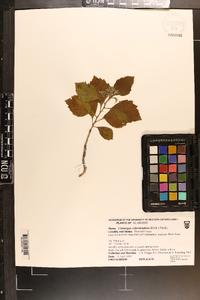 Crataegus calpodendron image