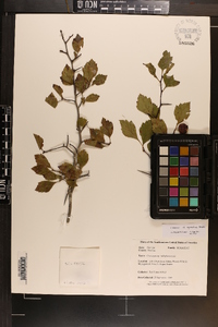 Crataegus alleghaniensis image