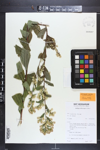 Solidago villosicarpa image