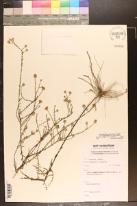 Symphyotrichum dumosum var. dumosum image