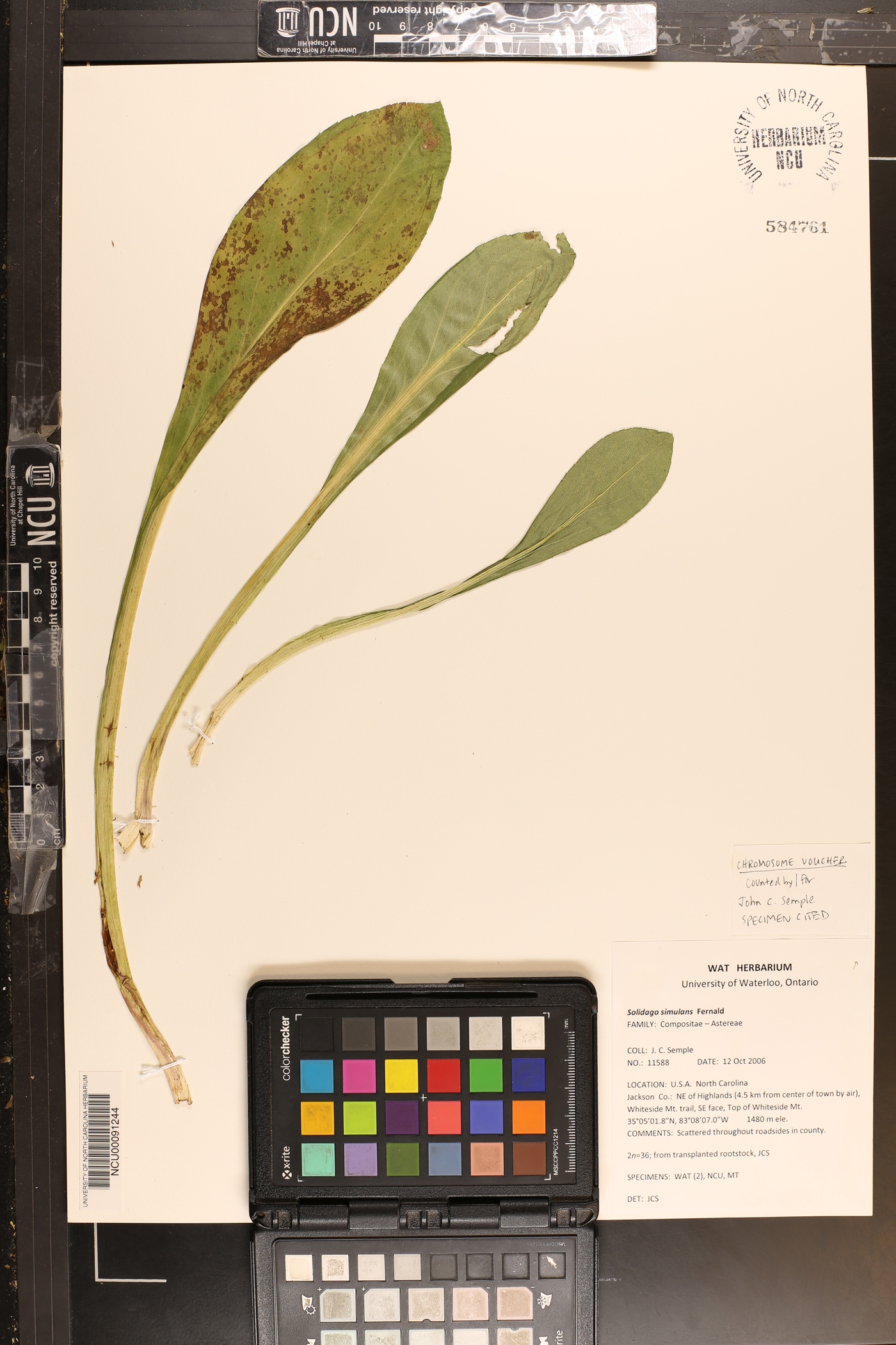 Solidago simulans image