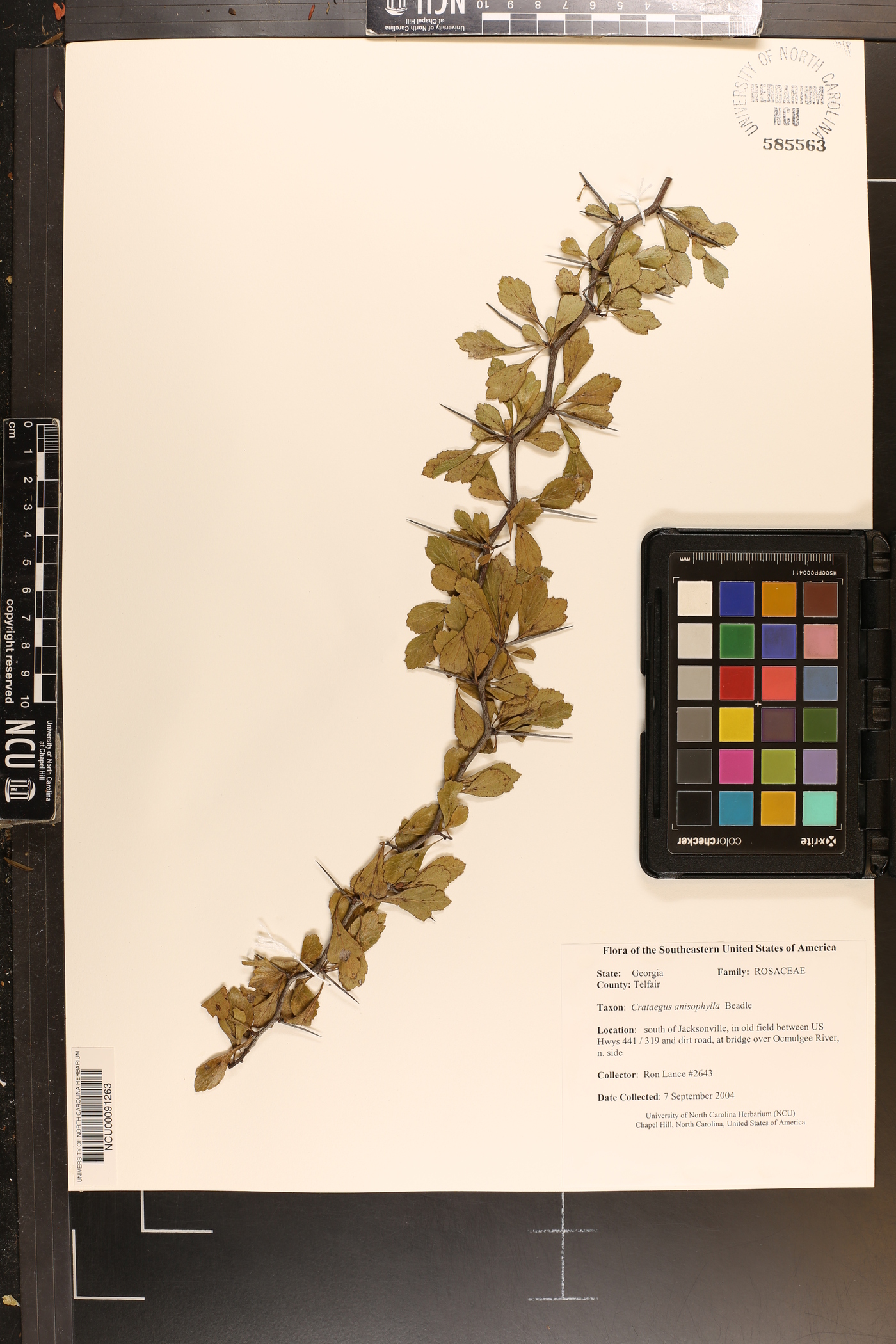 Crataegus anisophylla image