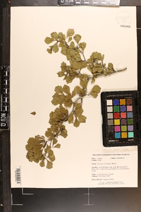 Crataegus anisophylla image