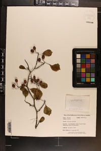 Crataegus alleghaniensis image