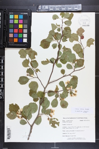 Crataegus sororia image