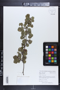 Crataegus dispar image