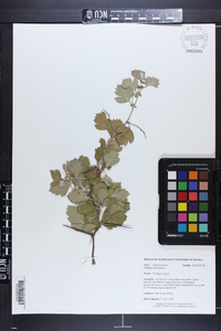 Crataegus dispar image