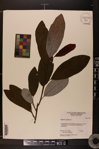 Magnolia virginiana image