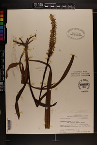 Spiranthes odorata image