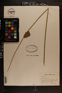 Juncus effusus var. solutus image