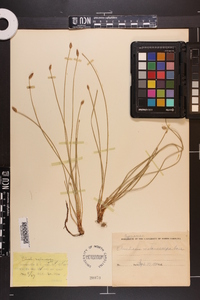 Eleocharis melanocarpa image