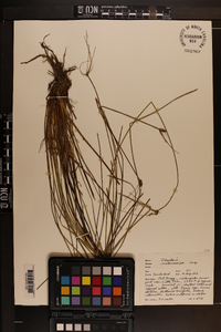 Eleocharis melanocarpa image