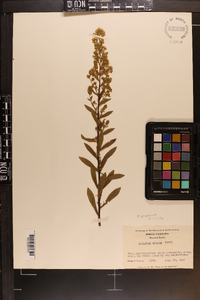 Solidago puberula image