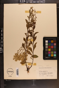 Solidago pulverulenta image