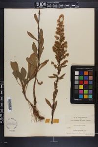 Solidago puberula image