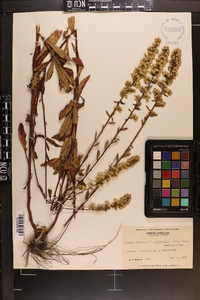 Solidago pulverulenta image